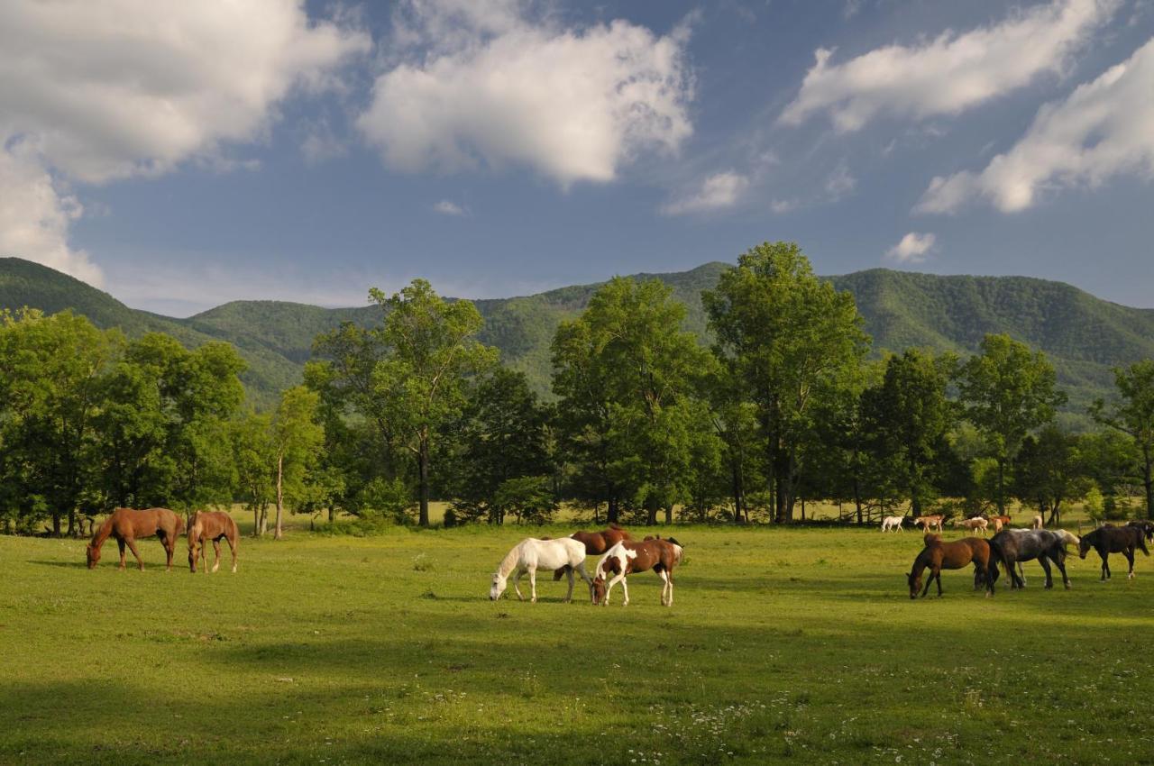 Bear View Chalet, 3 Bedroom, Pool, Pets, Arcades, Wifi, Hot Tub, Sleeps 12 Gatlinburg Bagian luar foto
